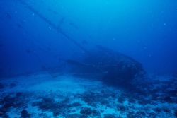 Scuttled yacht - Swains Reef, GBR Australia
sunk by Fede... by Shane Clancy 